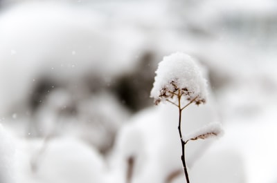 特写的照片花覆盖着雪
